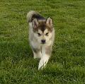 Aleshanee 6 Wochen
